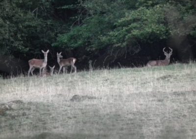 Animaux sauvages vus à coté de l'hébergement